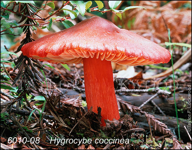 Hygrocybe coccinea