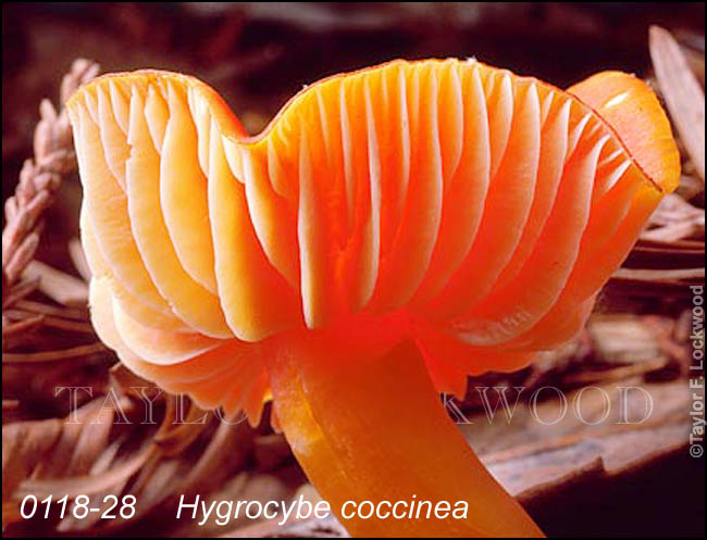 Hygrocybe coccinea