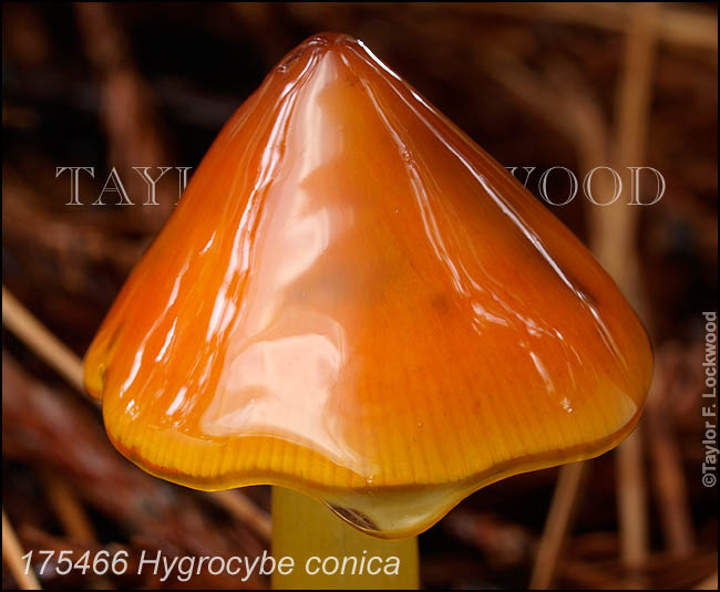 Hygrocybe conica