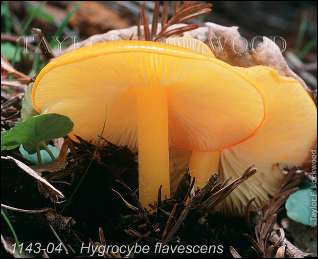 Hygrocybe flavescens