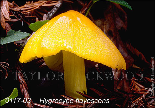 Hygrocybe flavescens