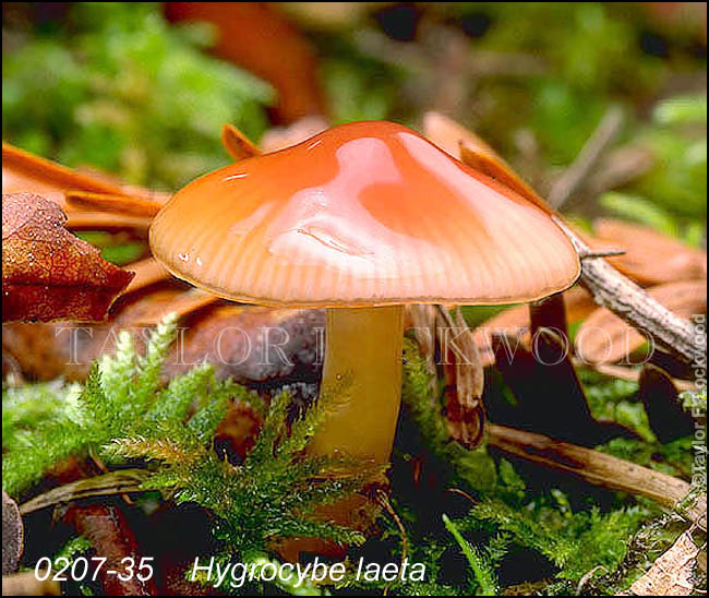 Hygrocybe laeta