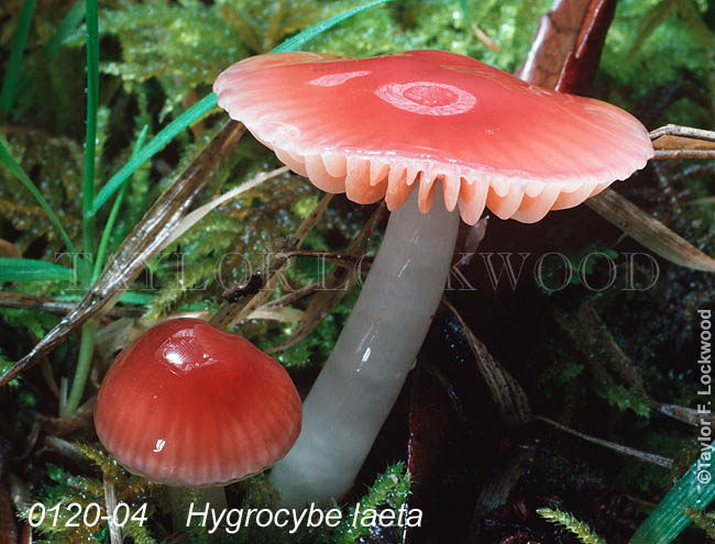 Hygrocybe laeta