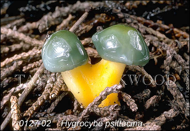 Hygrocybe psittacina