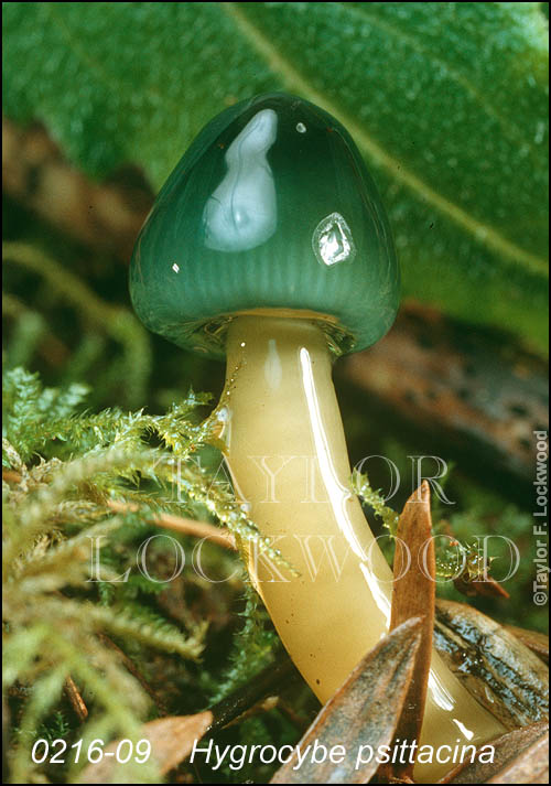 Hygrocybe psittacina