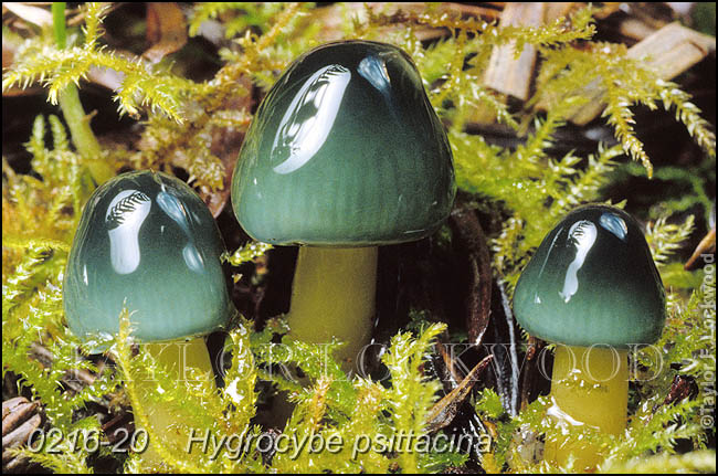 Hygrocybe psittacina