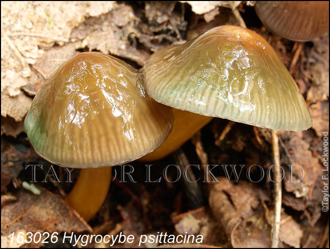 Hygrocybe psittacina