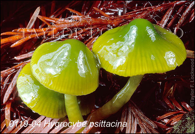 Hygrocybe psittacina