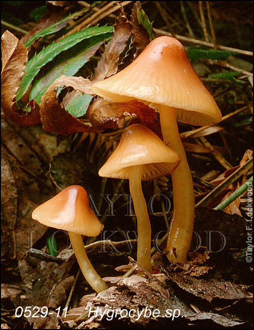 Hygrocybe sp.