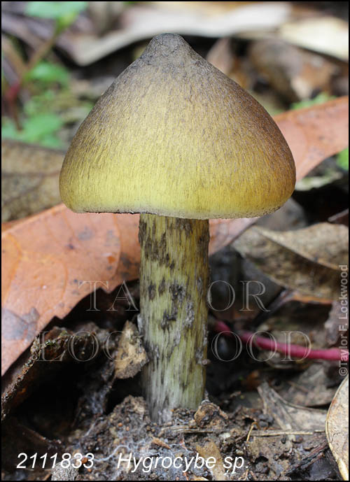 Hygrocybe sp.