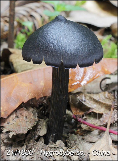 Hygrocybe sp. - China