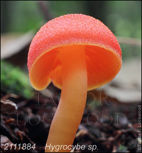 Hygrocybe sp.