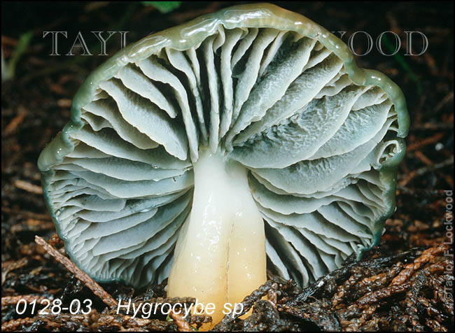 Hygrocybe sp.