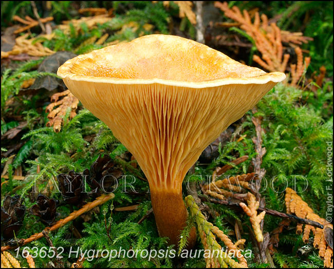 Hygrophoropsis aurantiaca