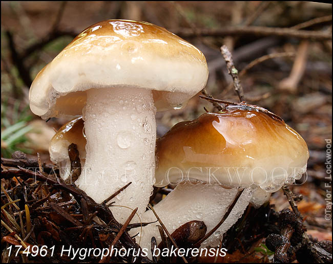 Hygrophorus bakerensis