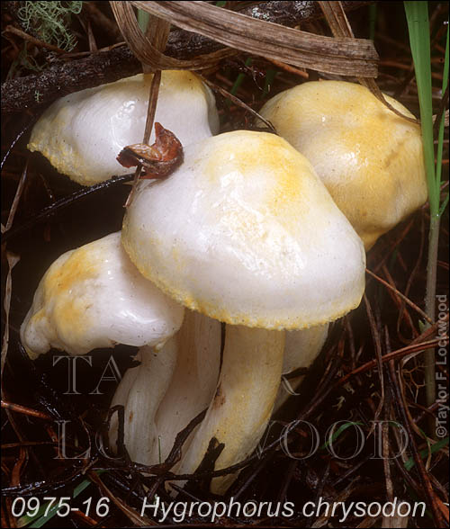 Hygrophorus chrysodon