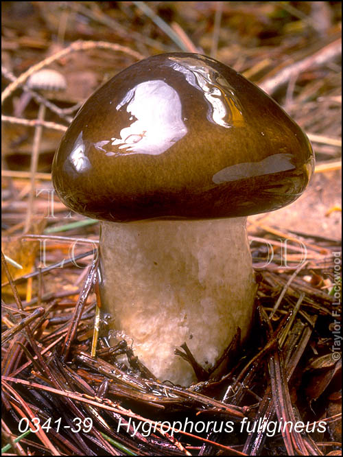 Hygrophorus fuligineus