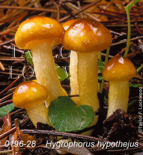 Hygrophorus hypothejus