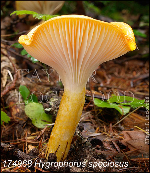 Hygrophorus speciosus