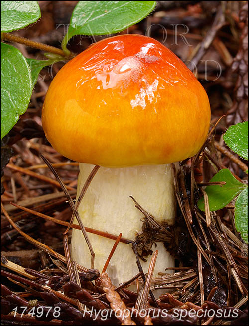 Hygrophorus speciosus