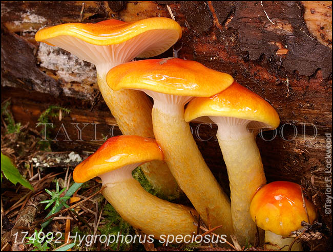 Hygrophorus speciosus