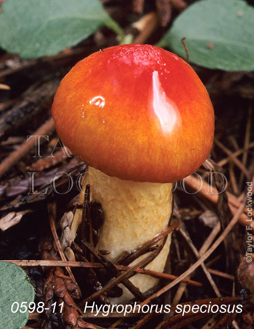 Hygrophorus speciosus 