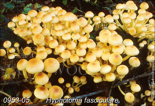 Hypholoma fasciculare