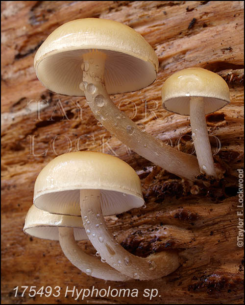 Hypholoma sp.