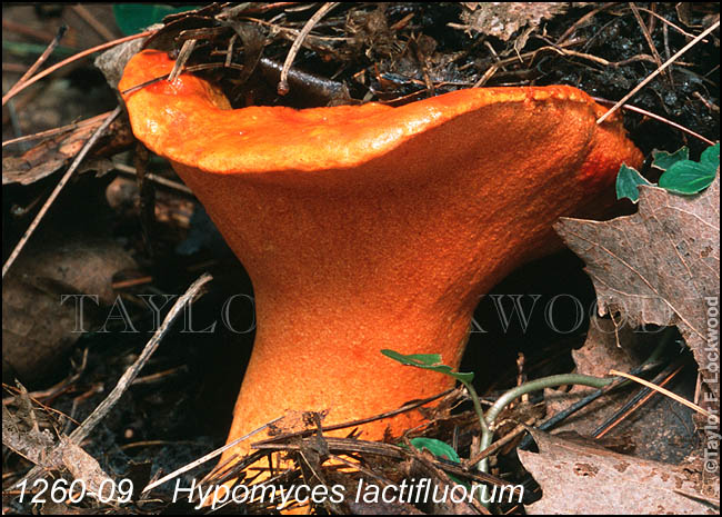 Hypomyces lactifluorum