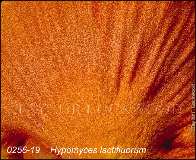 Hypomyces lactifluorum