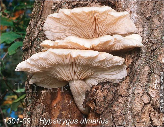 Hypsizygus ulmarius