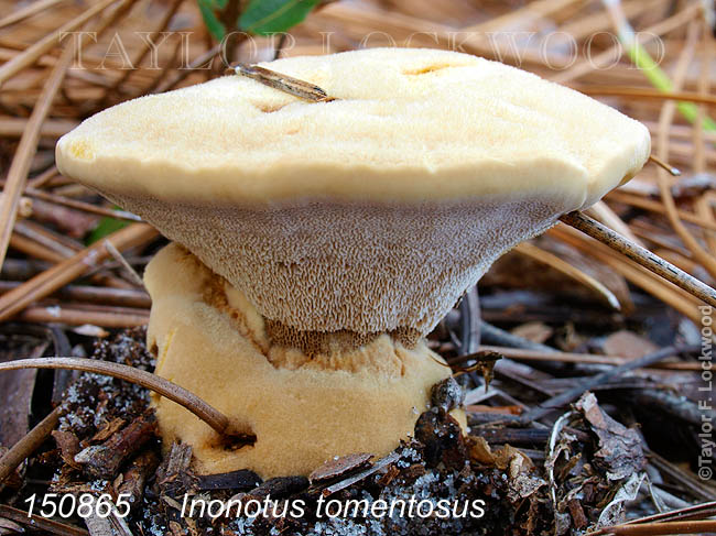 Inonotus tomentosus