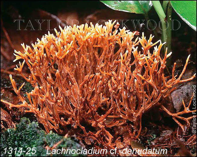 Lachnocladium cf. denudatum