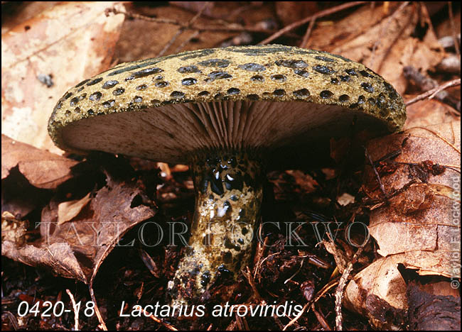 Lactarius atroviridis