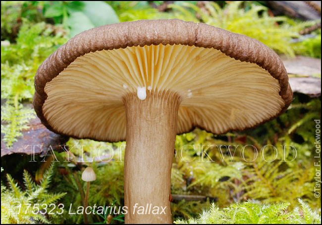 Lactarius fallax