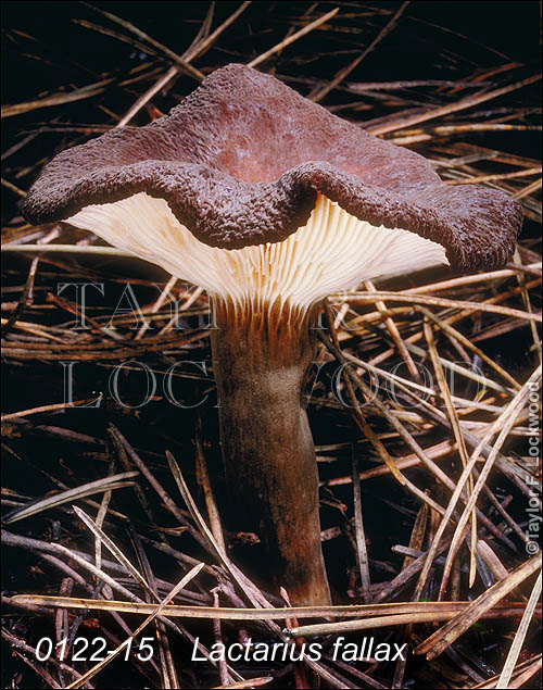 Lactarius fallax