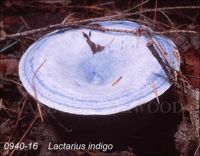 Lactarius indigo