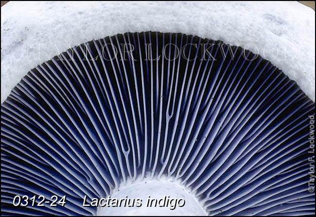 Lactarius indigo