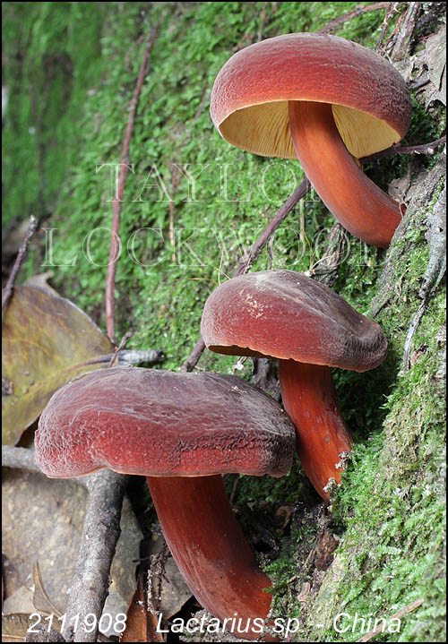 Lactarius sp. - China