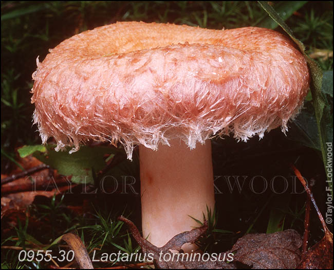 Lactarius torminosus