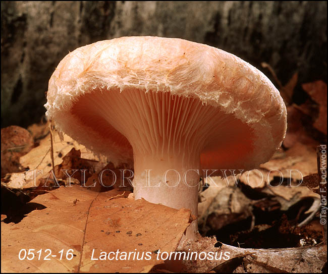 Lactarius torminosus