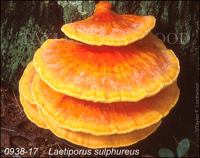 Laetiporus sulphureus