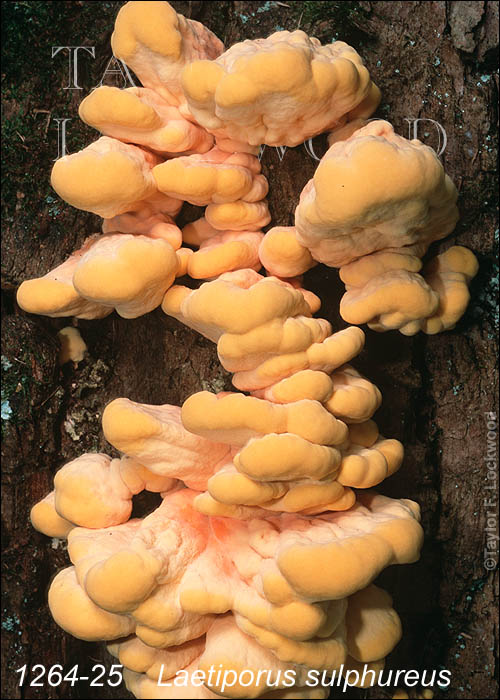 Laetiporus sulphureus