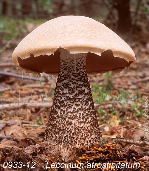 Leccinum atrostipitatum