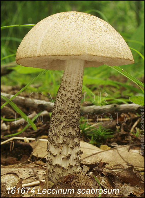 Leccinum scabrosum