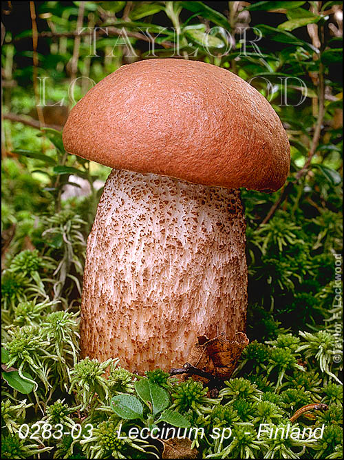 Leccinum sp. - Finland