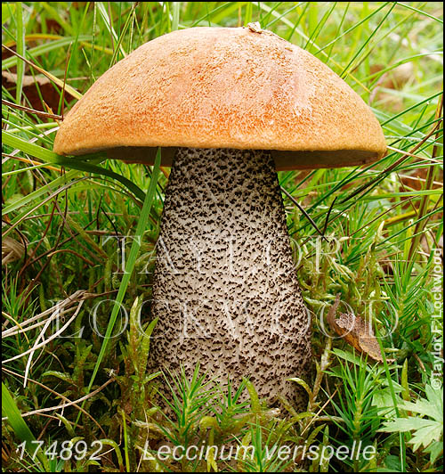 Leccinum verispelle