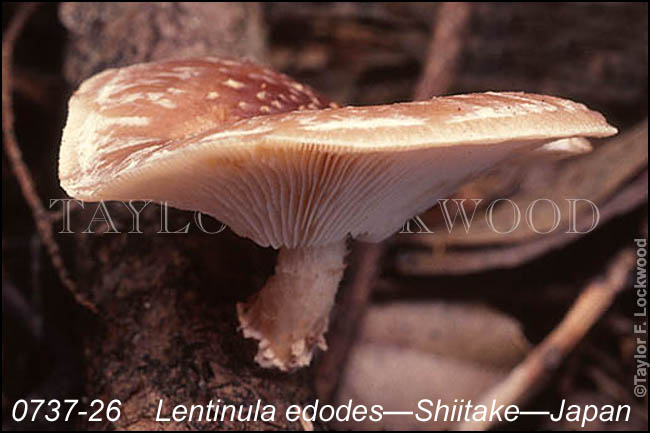 Lentinula edodes - Shiitake - Japan