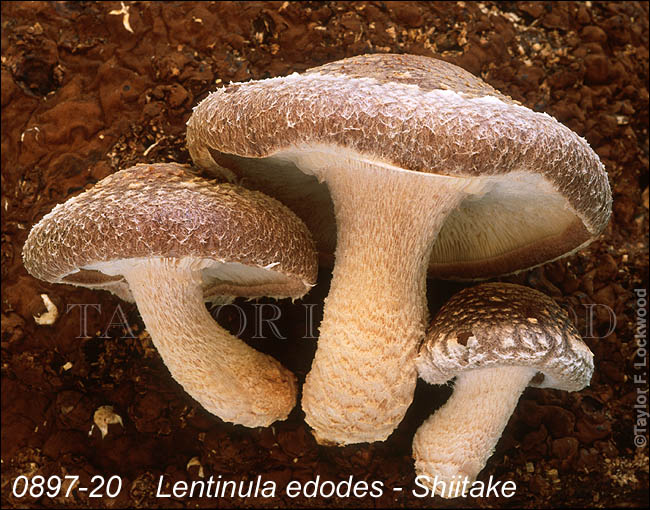 Lentinula edodes - Shiitake