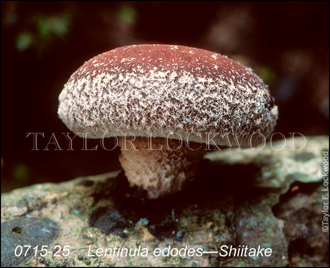 Lentinula edodes - Shiitake